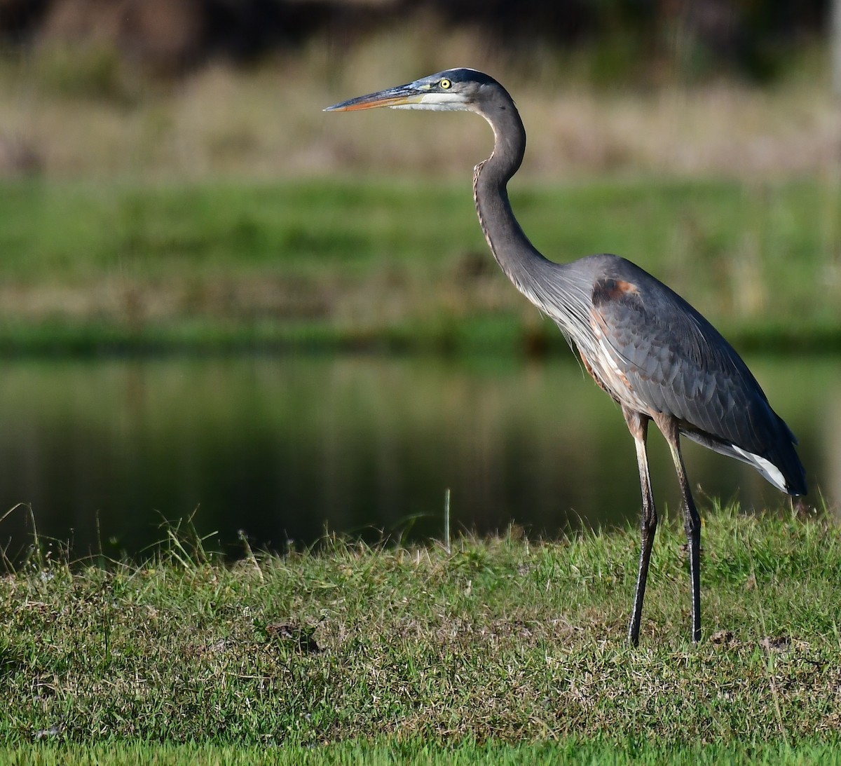 Great Blue Heron - ML646536627