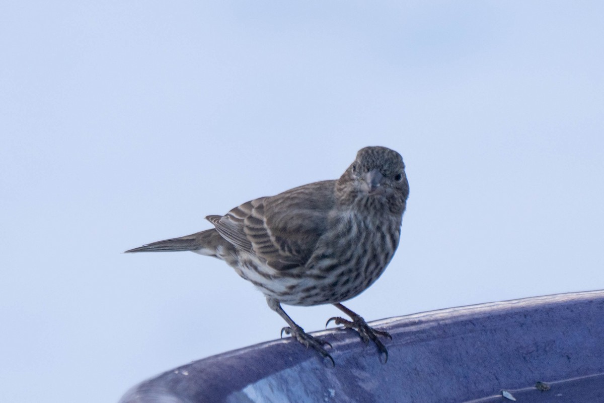 House Finch - ML646536628
