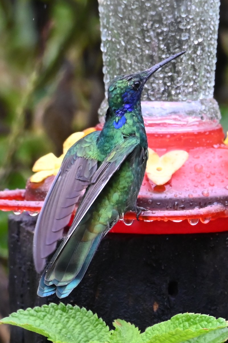 Колібрі синьочеревий - ML646536629