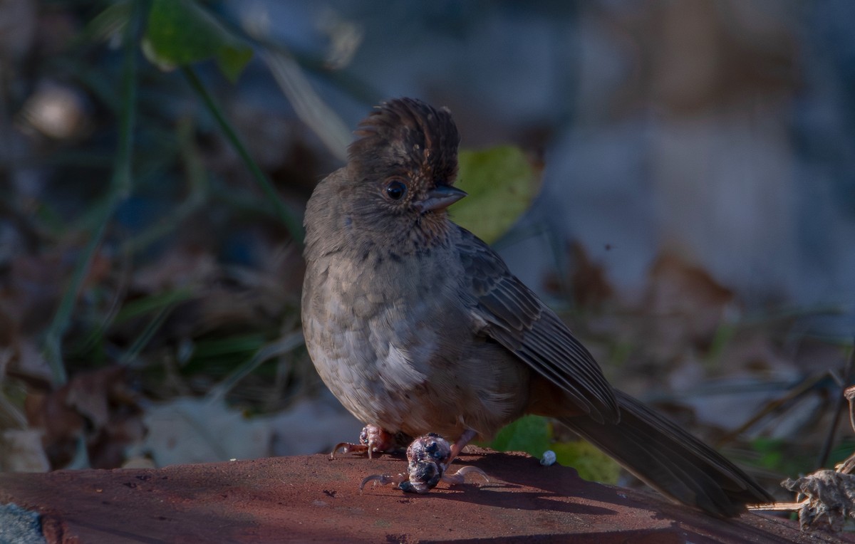 California Towhee - ML646536633