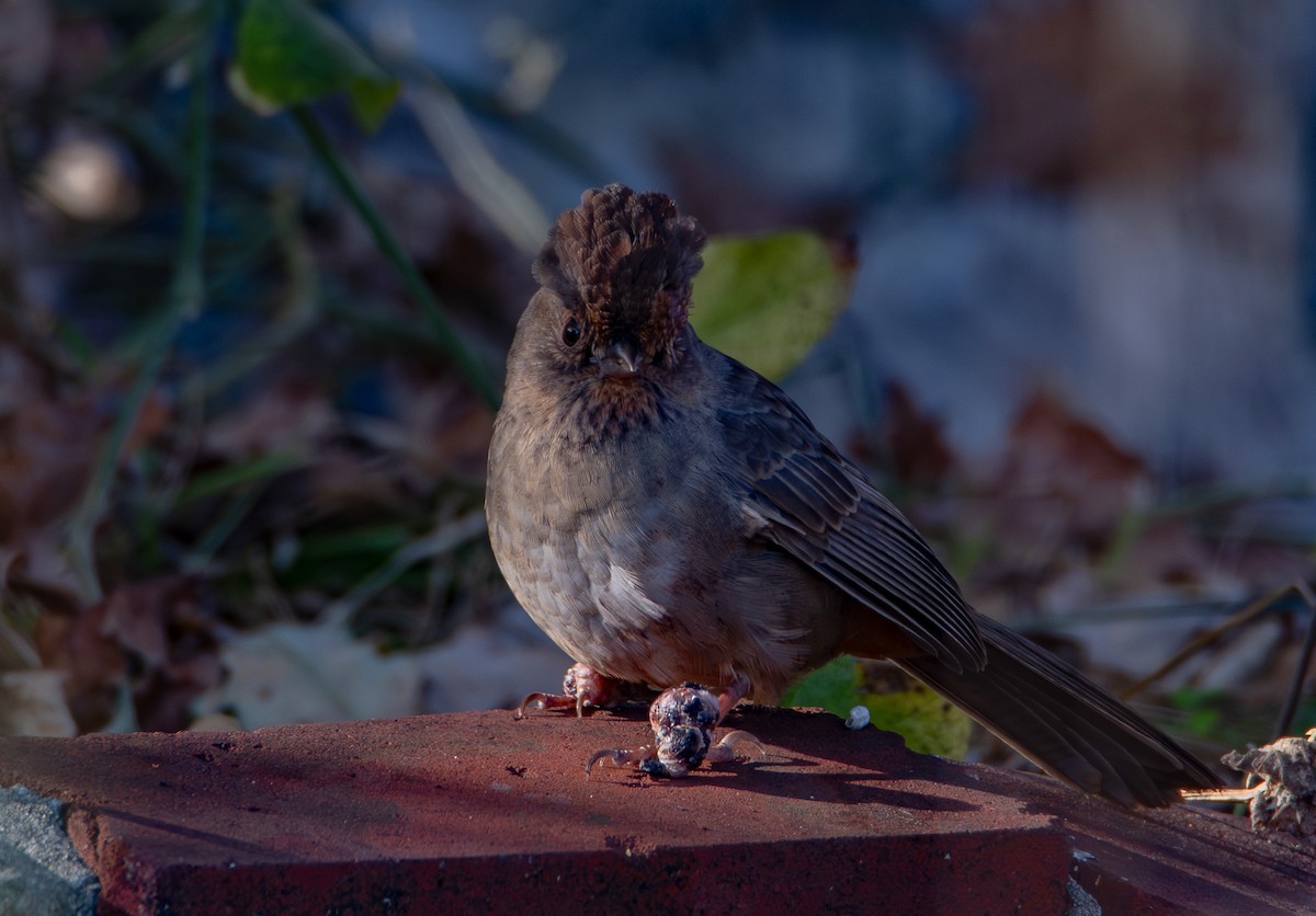 California Towhee - ML646536634