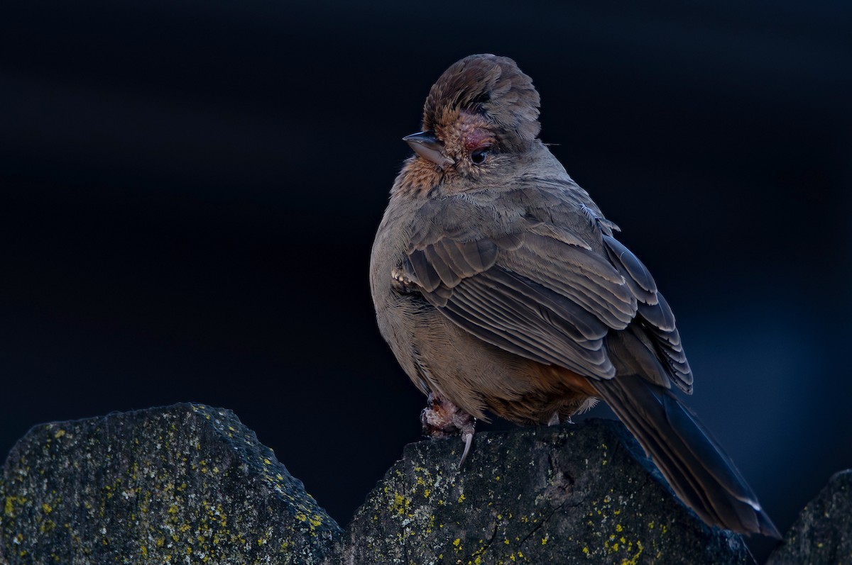 California Towhee - ML646536635