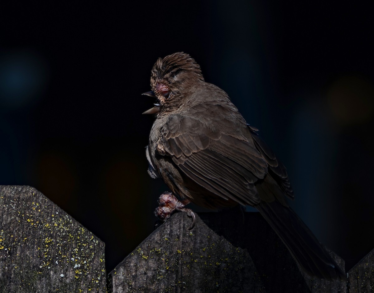 California Towhee - ML646536637