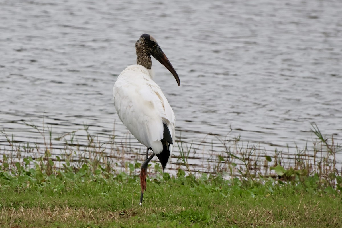 Wood Stork - ML646536638