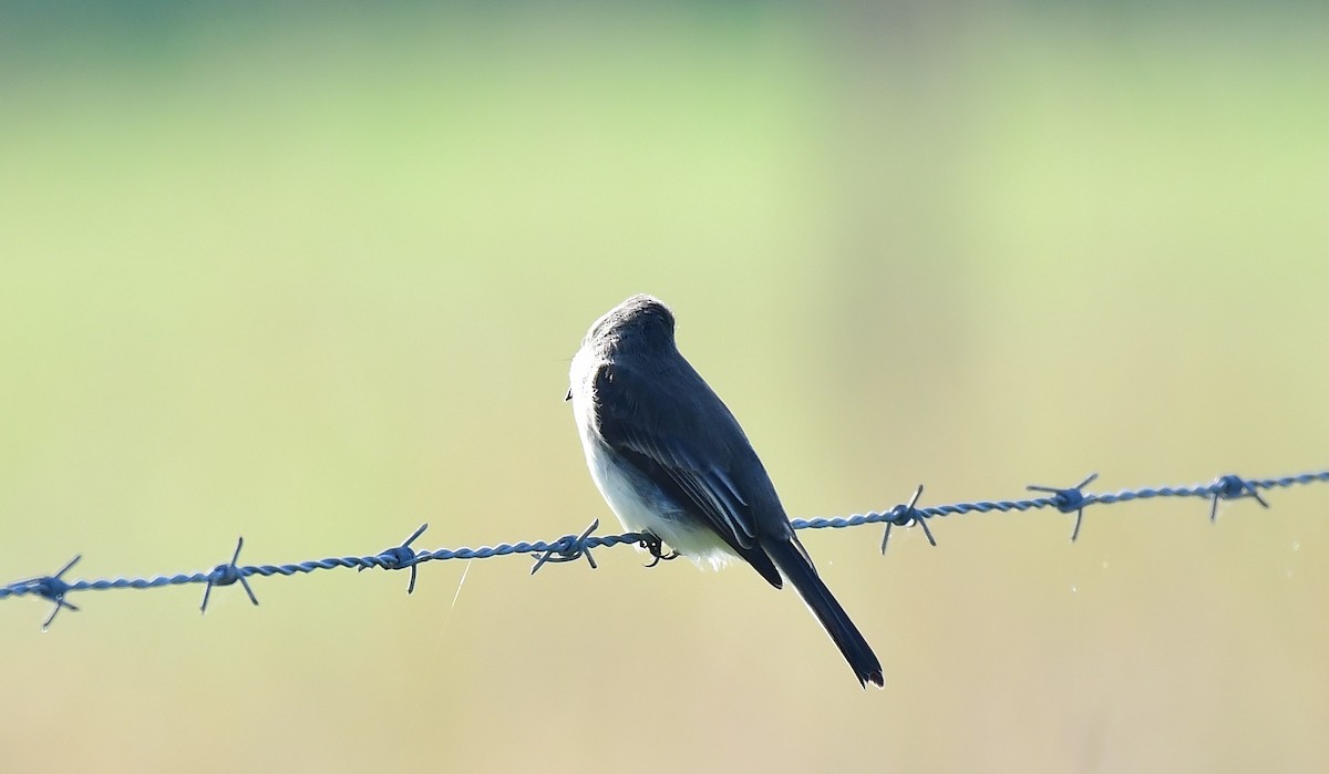 Eastern Phoebe - ML646536639