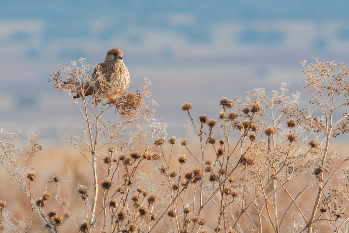 Eurasian Kestrel - ML646536641