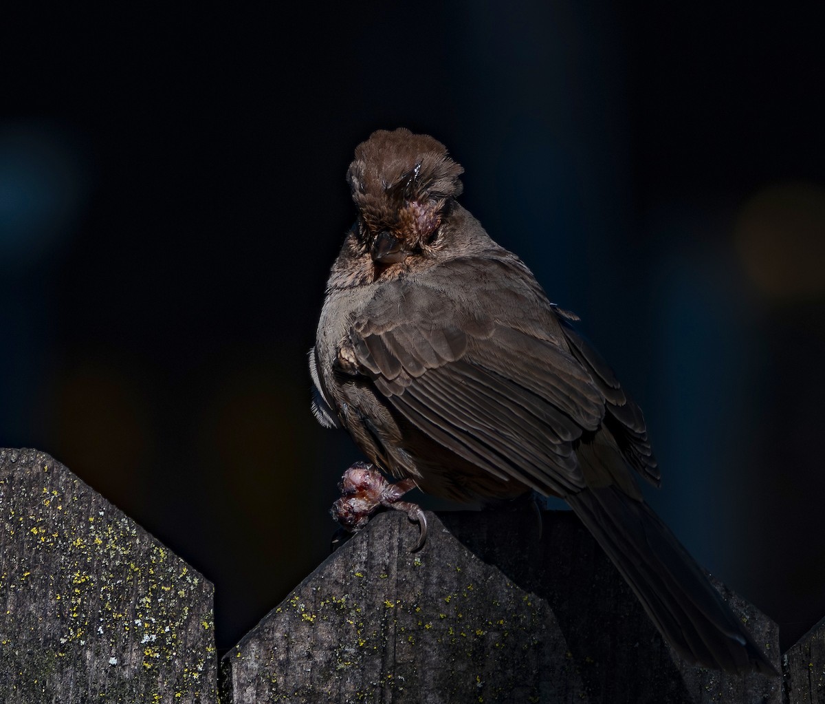 California Towhee - ML646536643