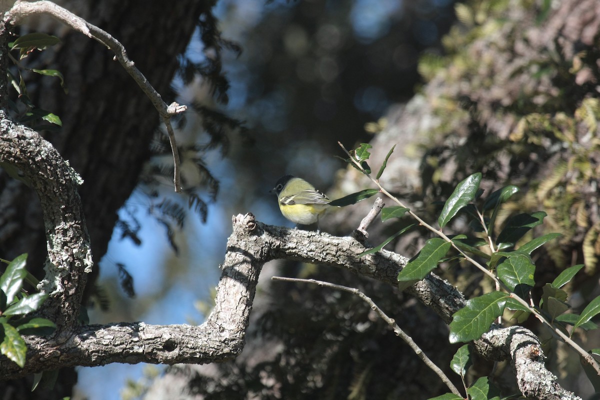 Blue-headed Vireo - ML646536646