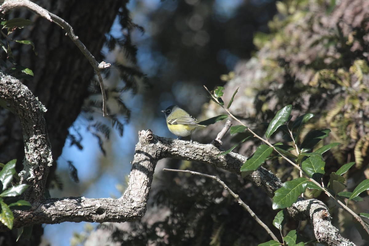 Blue-headed Vireo - ML646536647