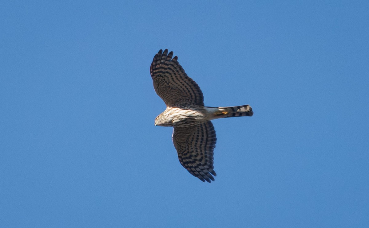 Sharp-shinned/Cooper's Hawk - ML646536648
