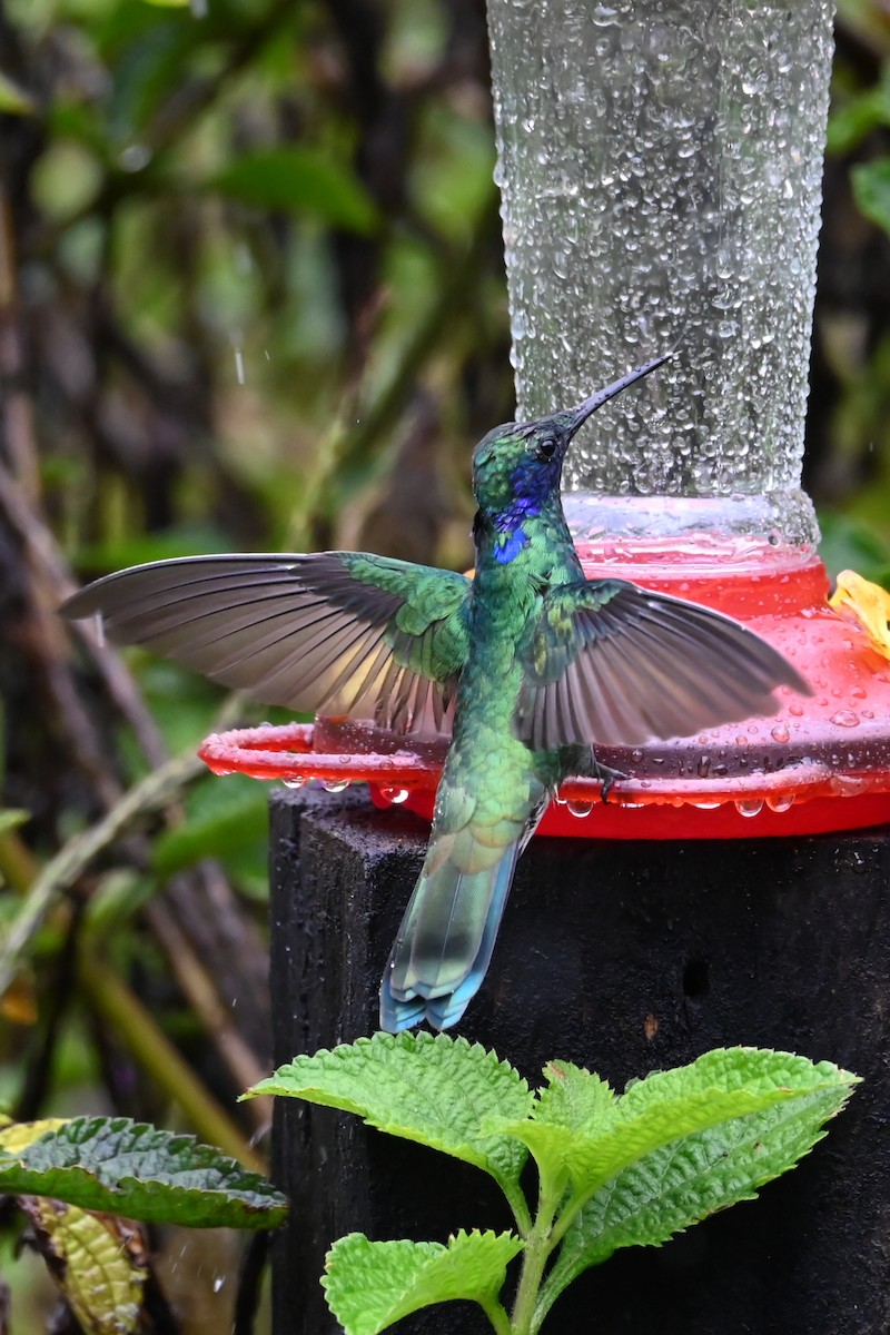 Колібрі синьочеревий - ML646536650