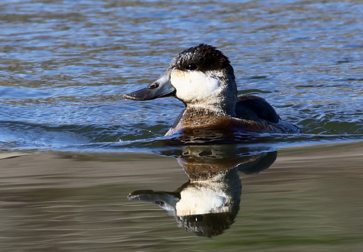 Ruddy Duck - ML646536661