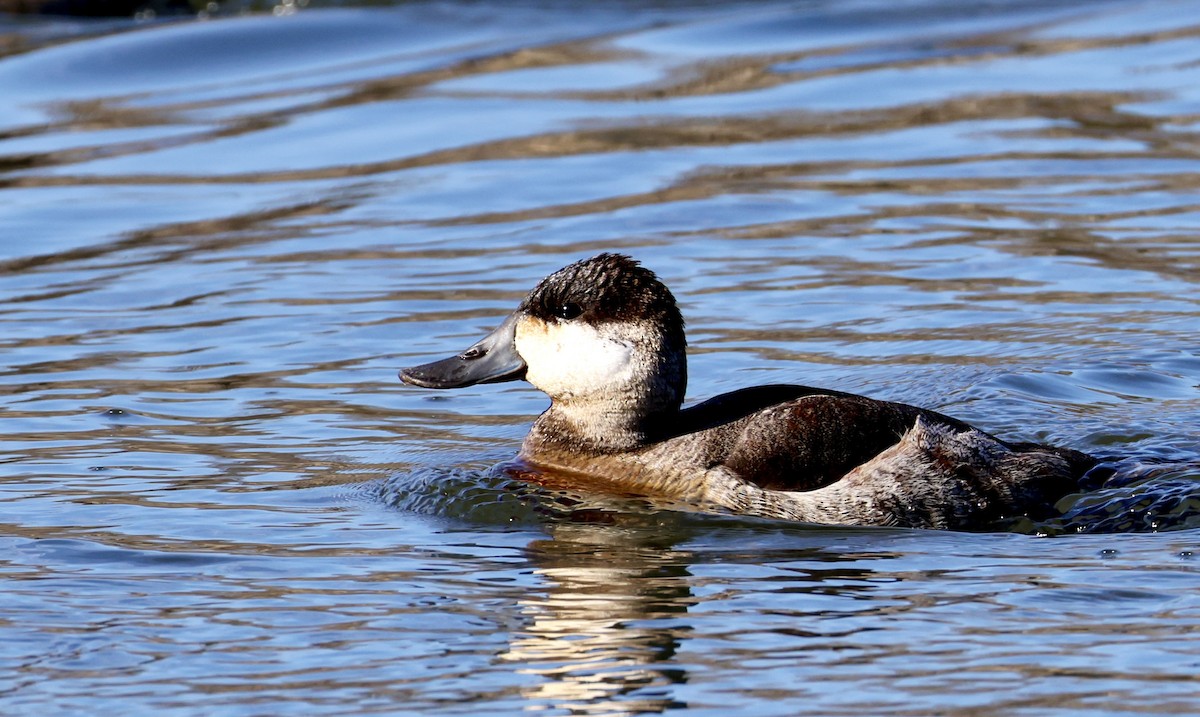 Ruddy Duck - ML646536662