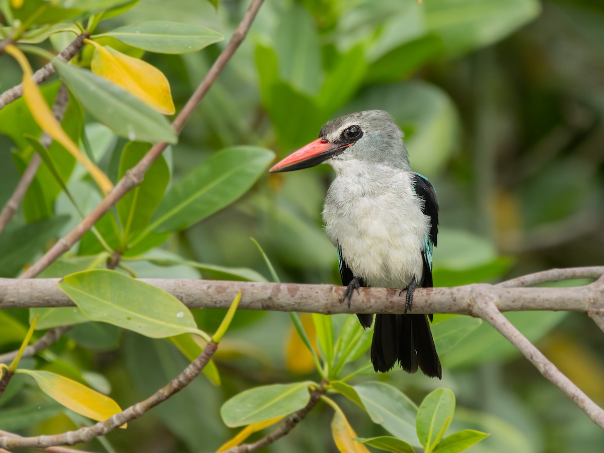 Woodland Kingfisher - ML646536665