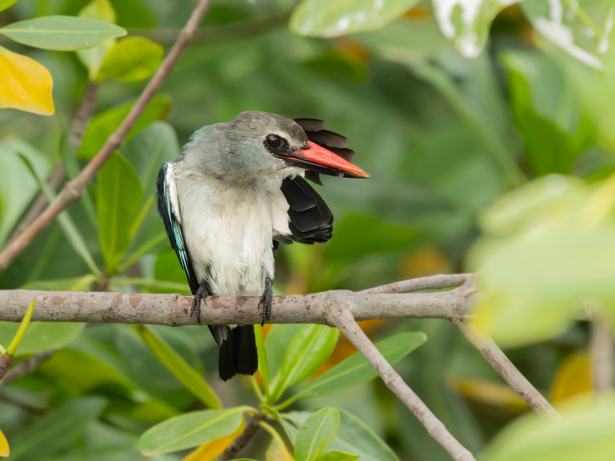 Woodland Kingfisher - ML646536667