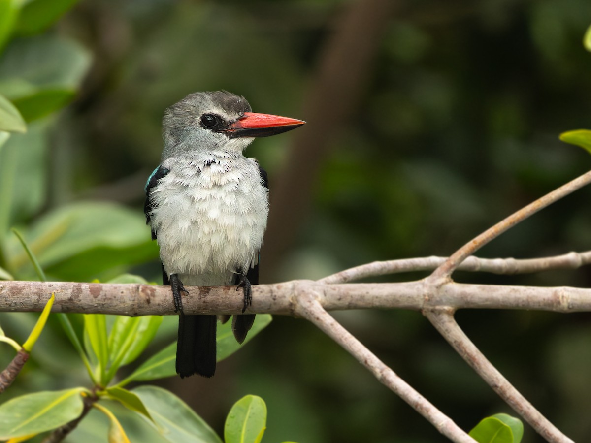 Woodland Kingfisher - ML646536668