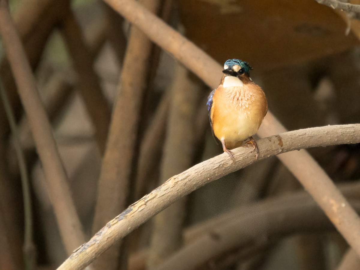 Malachite Kingfisher - ML646536673