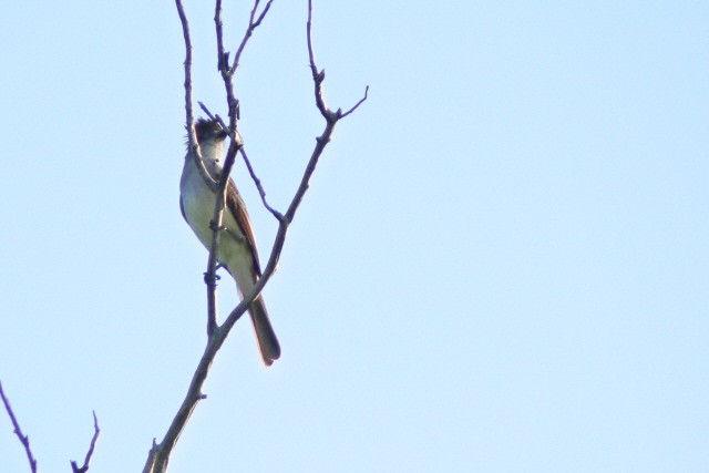 Brown-crested Flycatcher - ML646536678