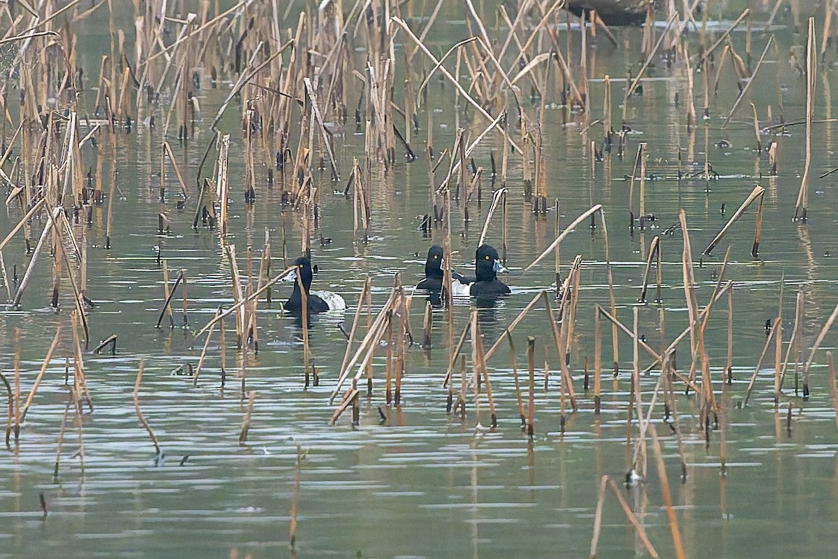 小斑背潛鴨 - ML646536682