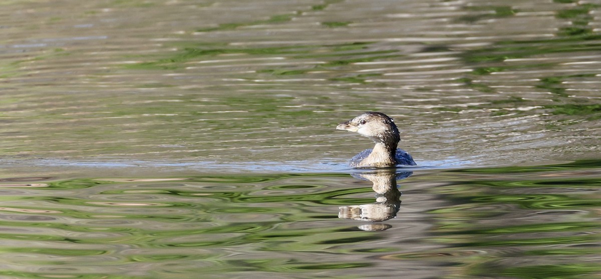 Pied-billed Grebe - ML646536685