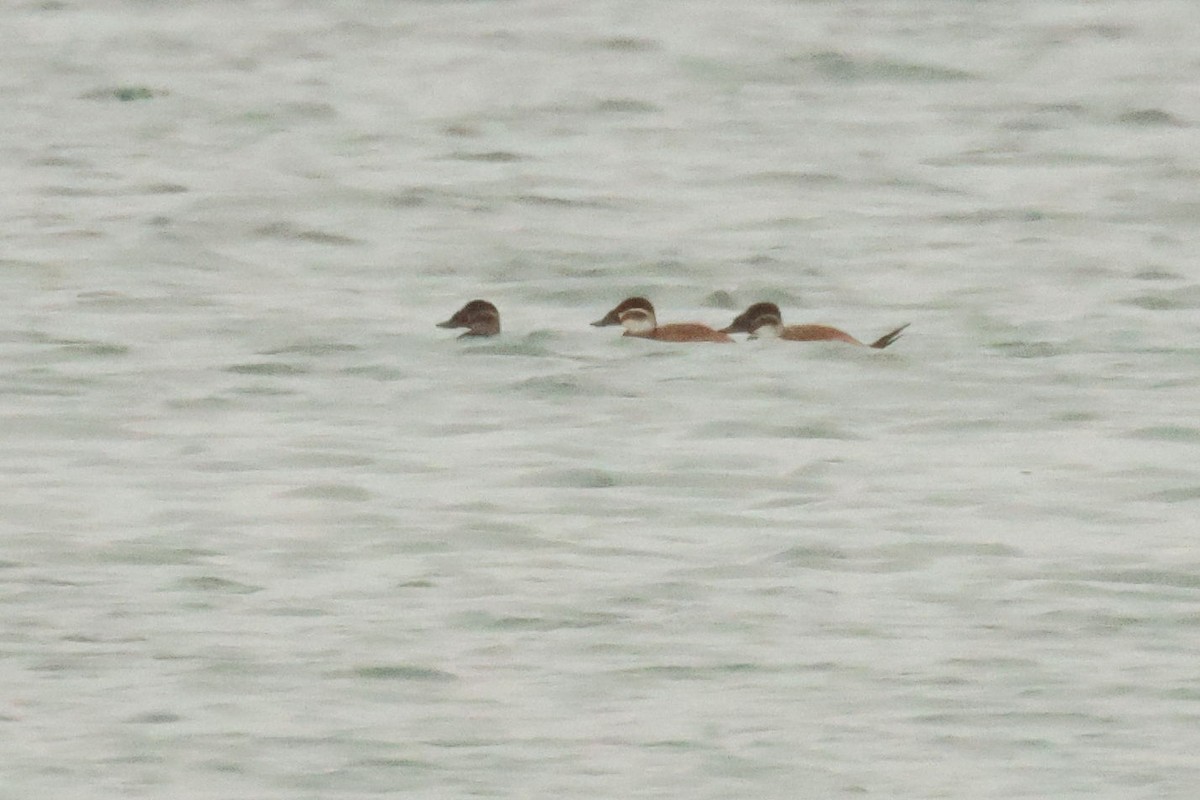 Gobbo rugginoso - ML646536687