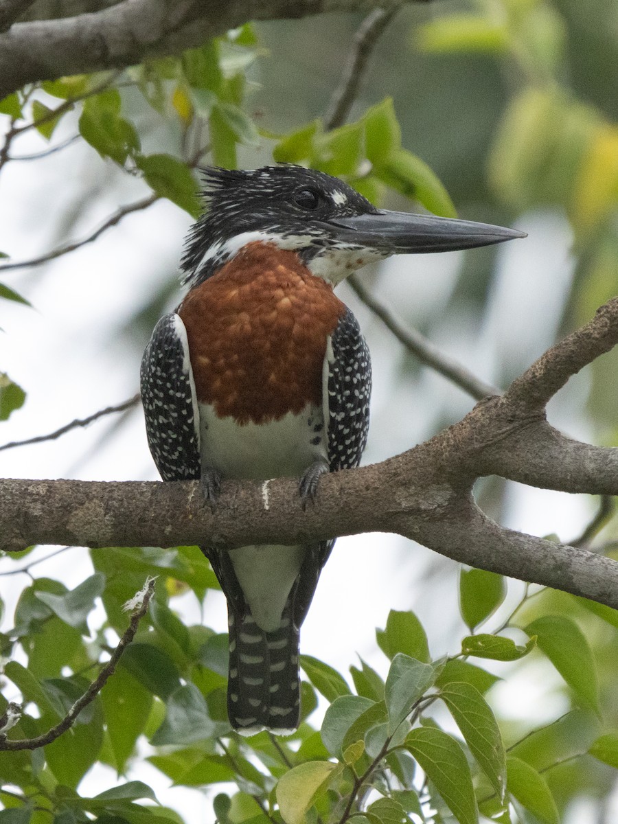 Giant Kingfisher - ML646536690