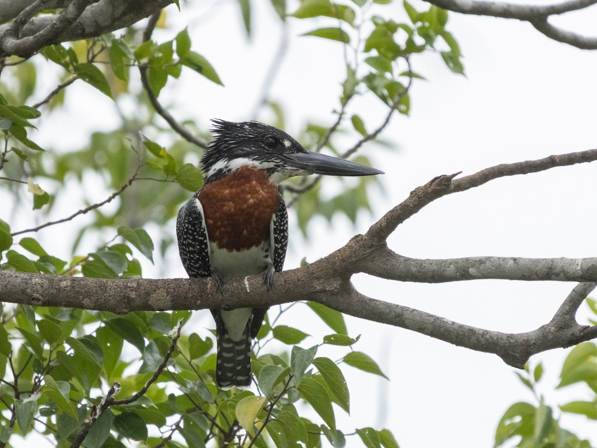 Giant Kingfisher - ML646536691