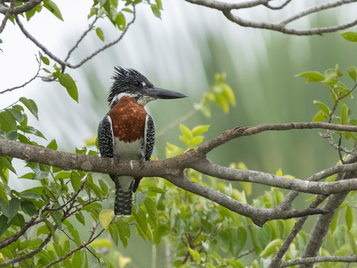 Giant Kingfisher - ML646536692