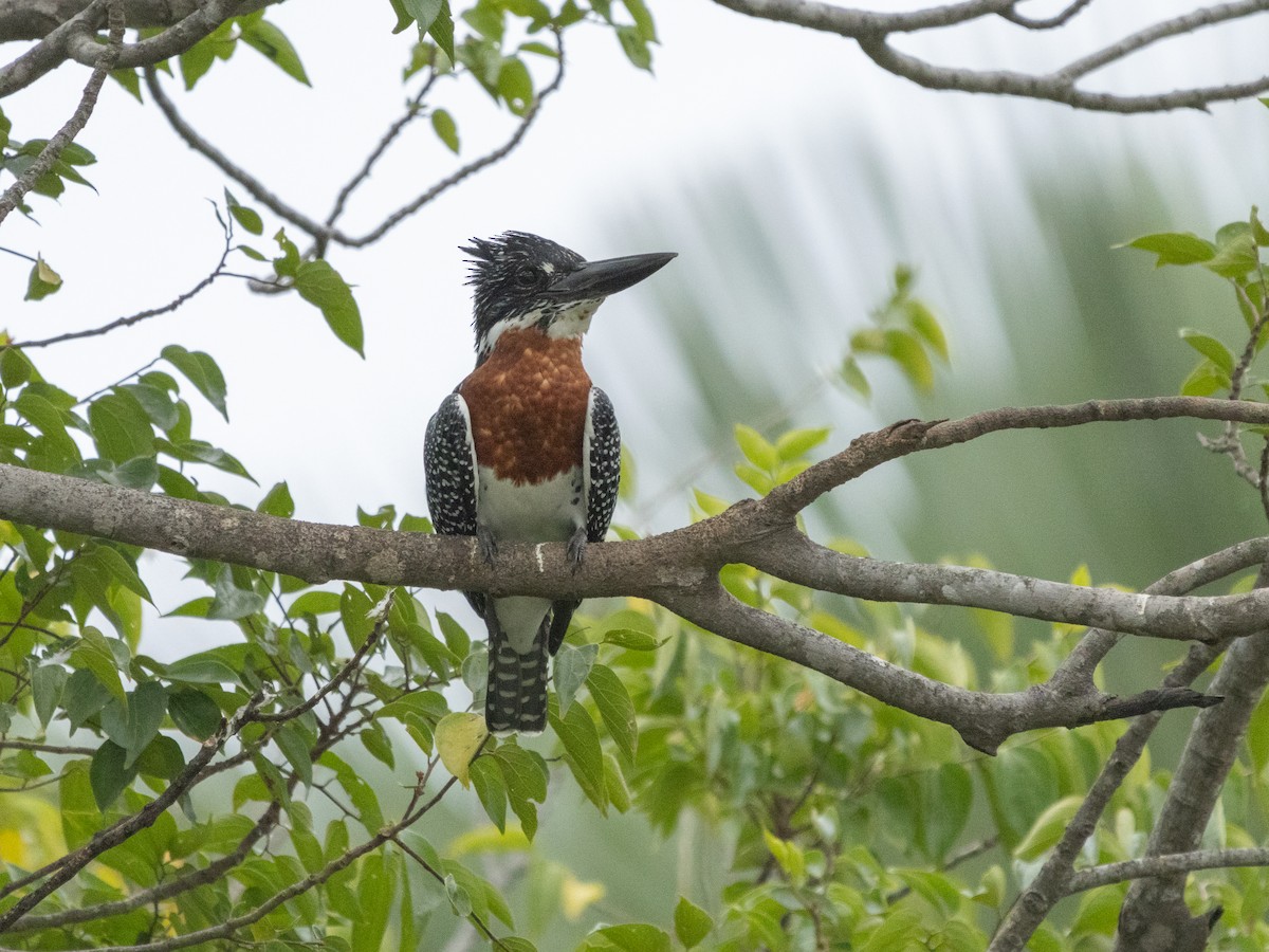 Giant Kingfisher - ML646536693
