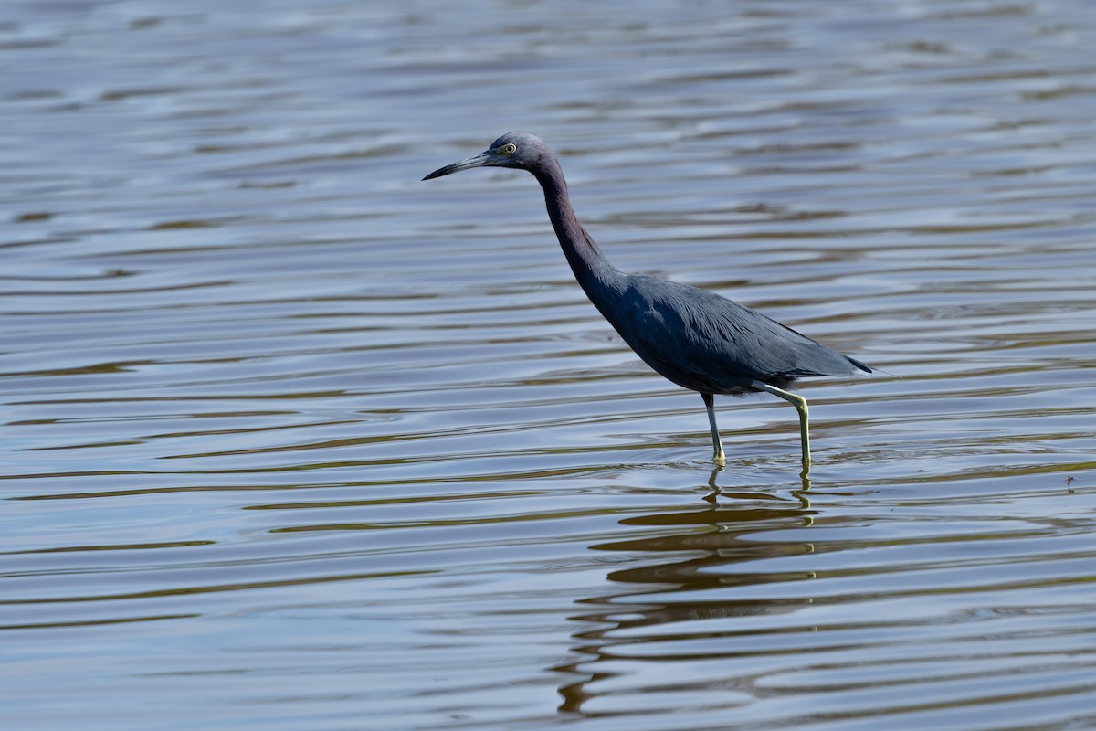 Little Blue Heron - ML646536694