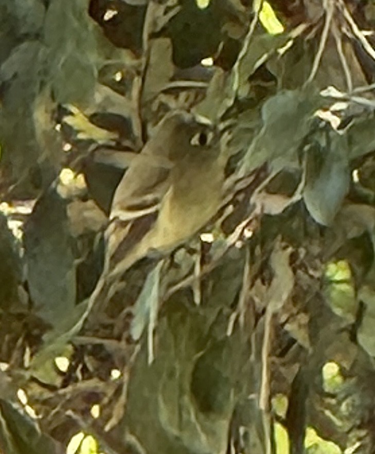 Western Flycatcher - ML646536695