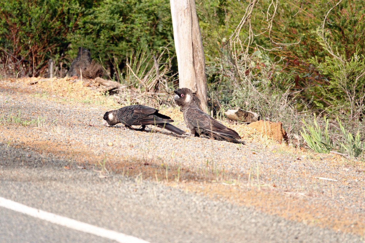 Cacatúa Fúnebre Piquicorta - ML646536698