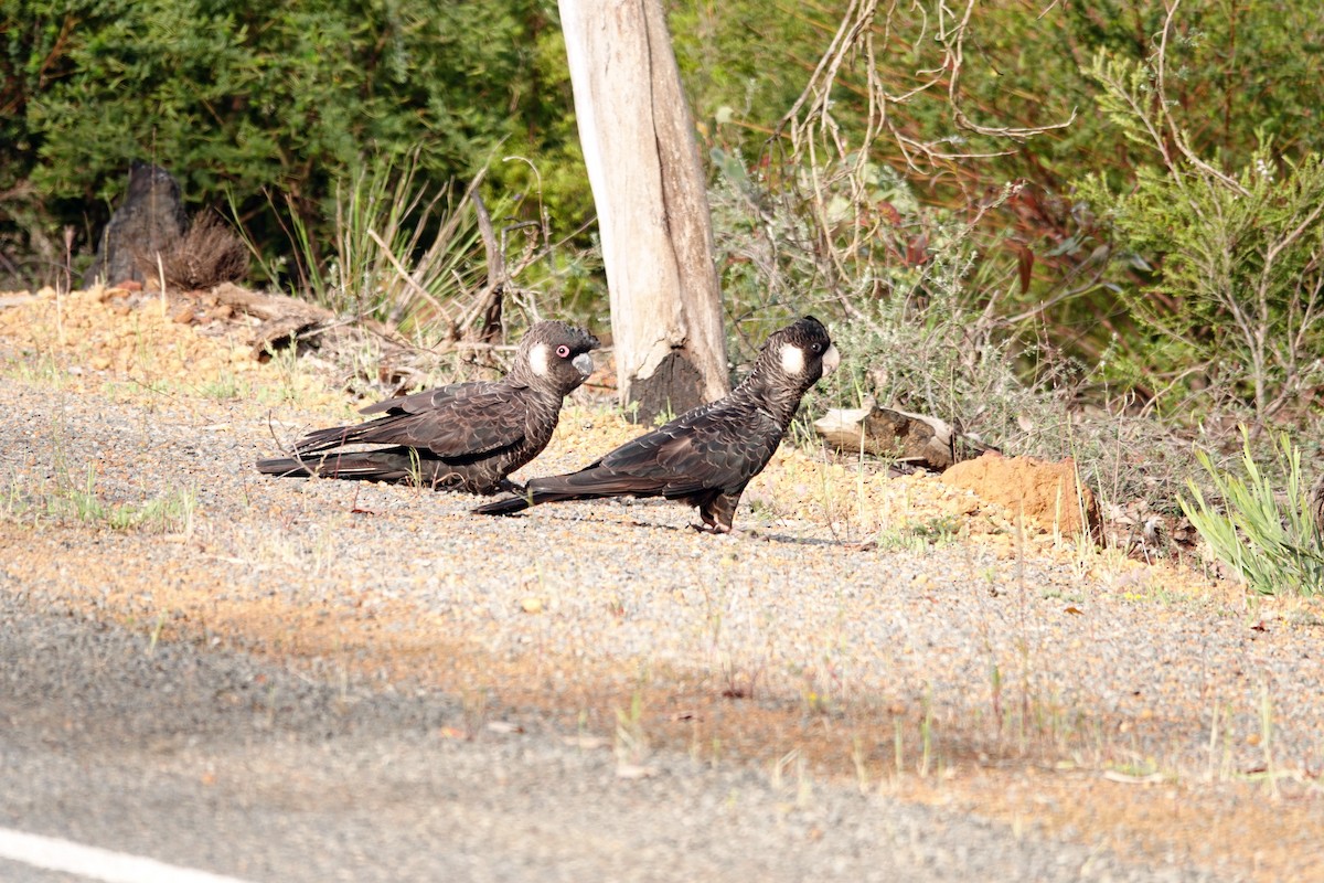 Cacatúa Fúnebre Piquicorta - ML646536699