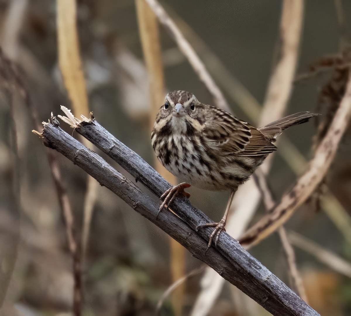 Song Sparrow - ML646536708
