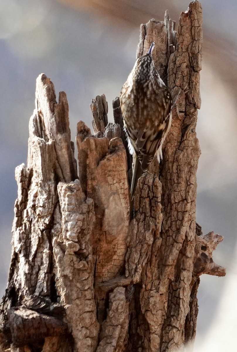 šoupálek americký - ML646536709