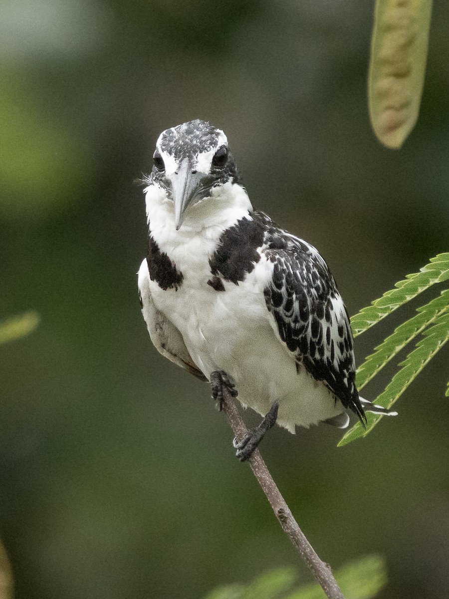 斑翡翠 - ML646536710