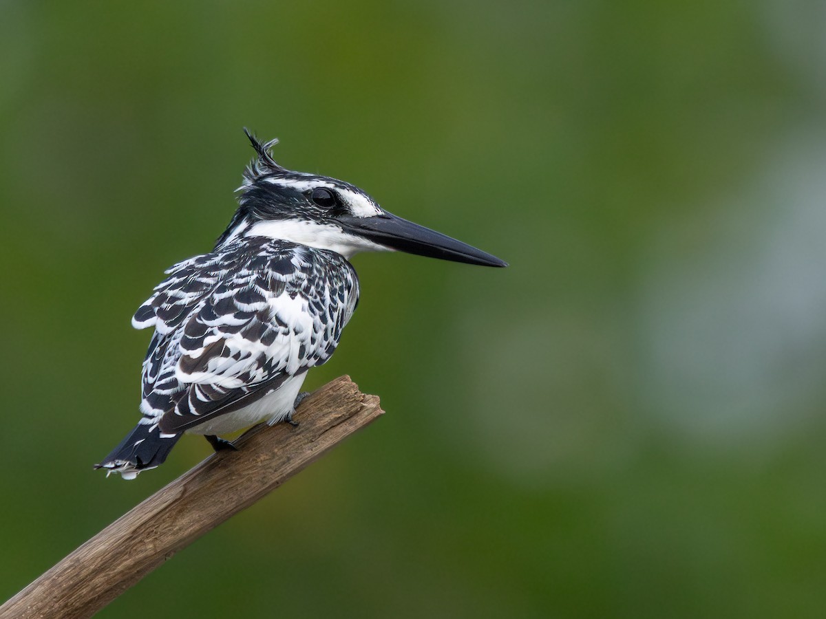 斑翡翠 - ML646536711