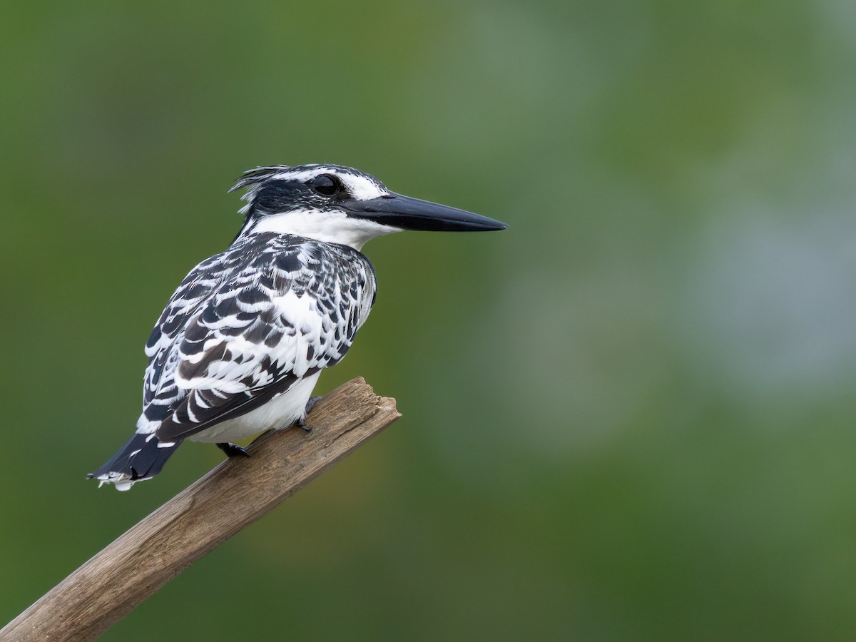 斑翡翠 - ML646536712