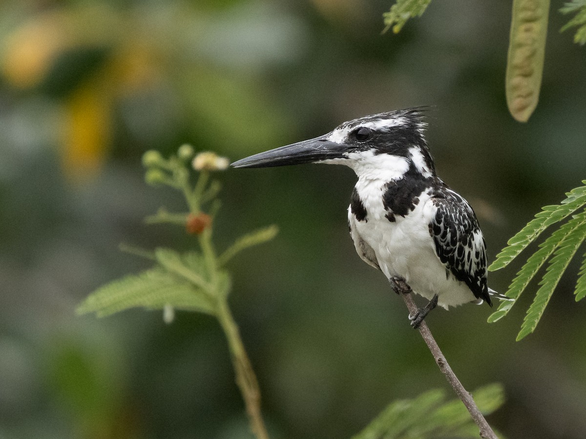 斑翡翠 - ML646536713