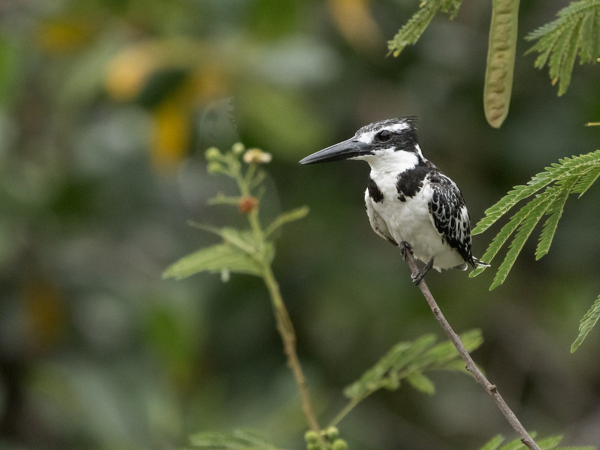 斑翡翠 - ML646536714