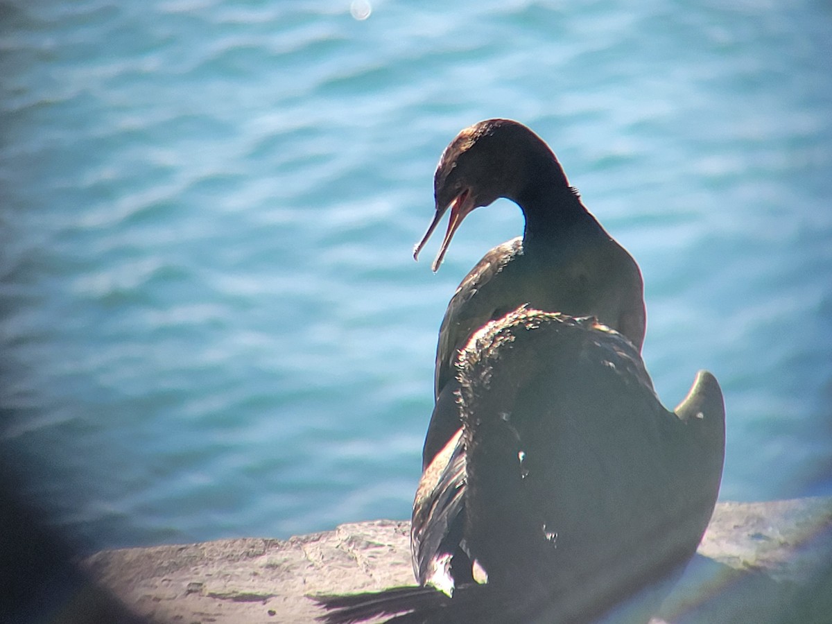 Cormorán Pelágico - ML646536716