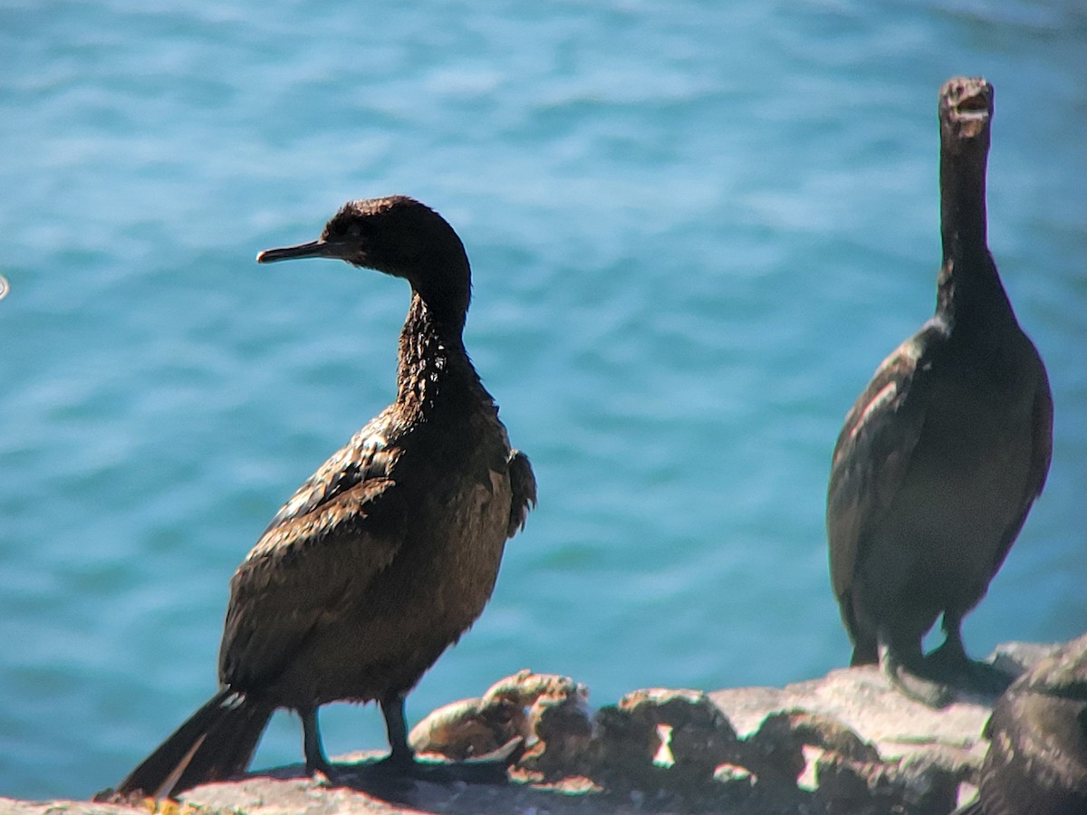 Cormorán Pelágico - ML646536717