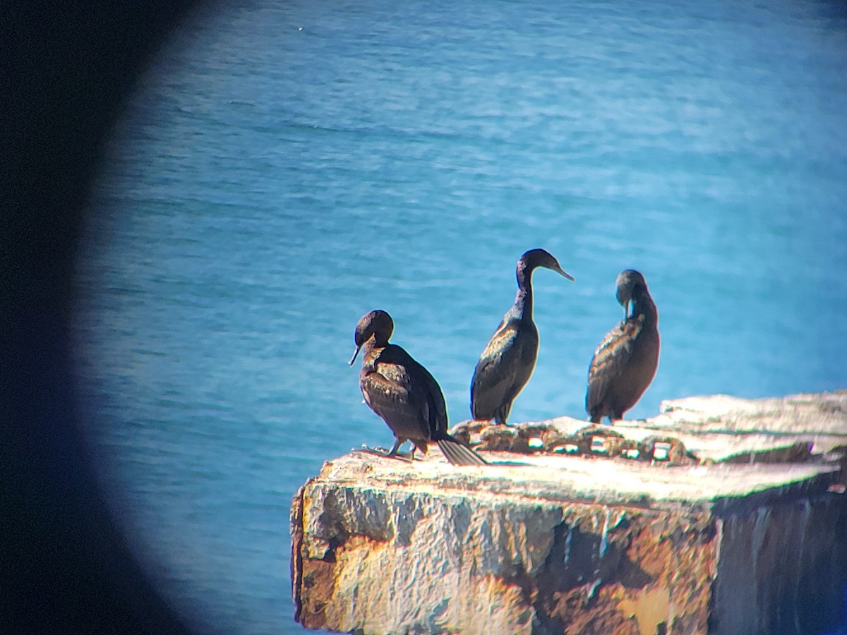 Cormorán Pelágico - ML646536718