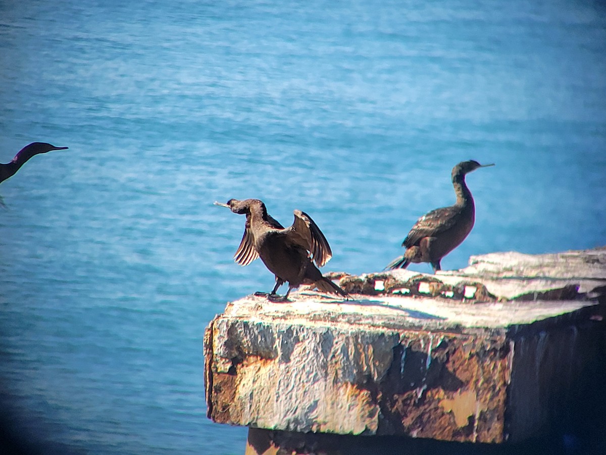 Cormorán Pelágico - ML646536719