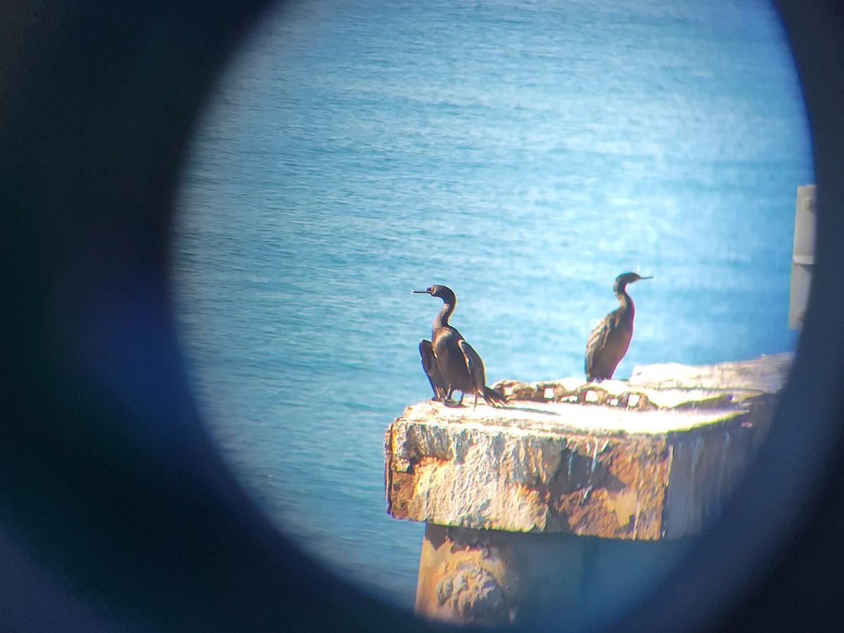 Cormorán Pelágico - ML646536720