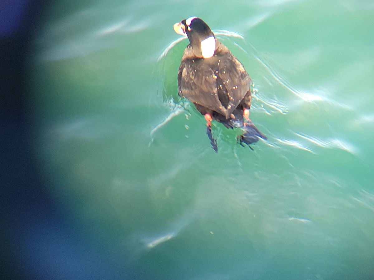 Negrón Careto - ML646536723