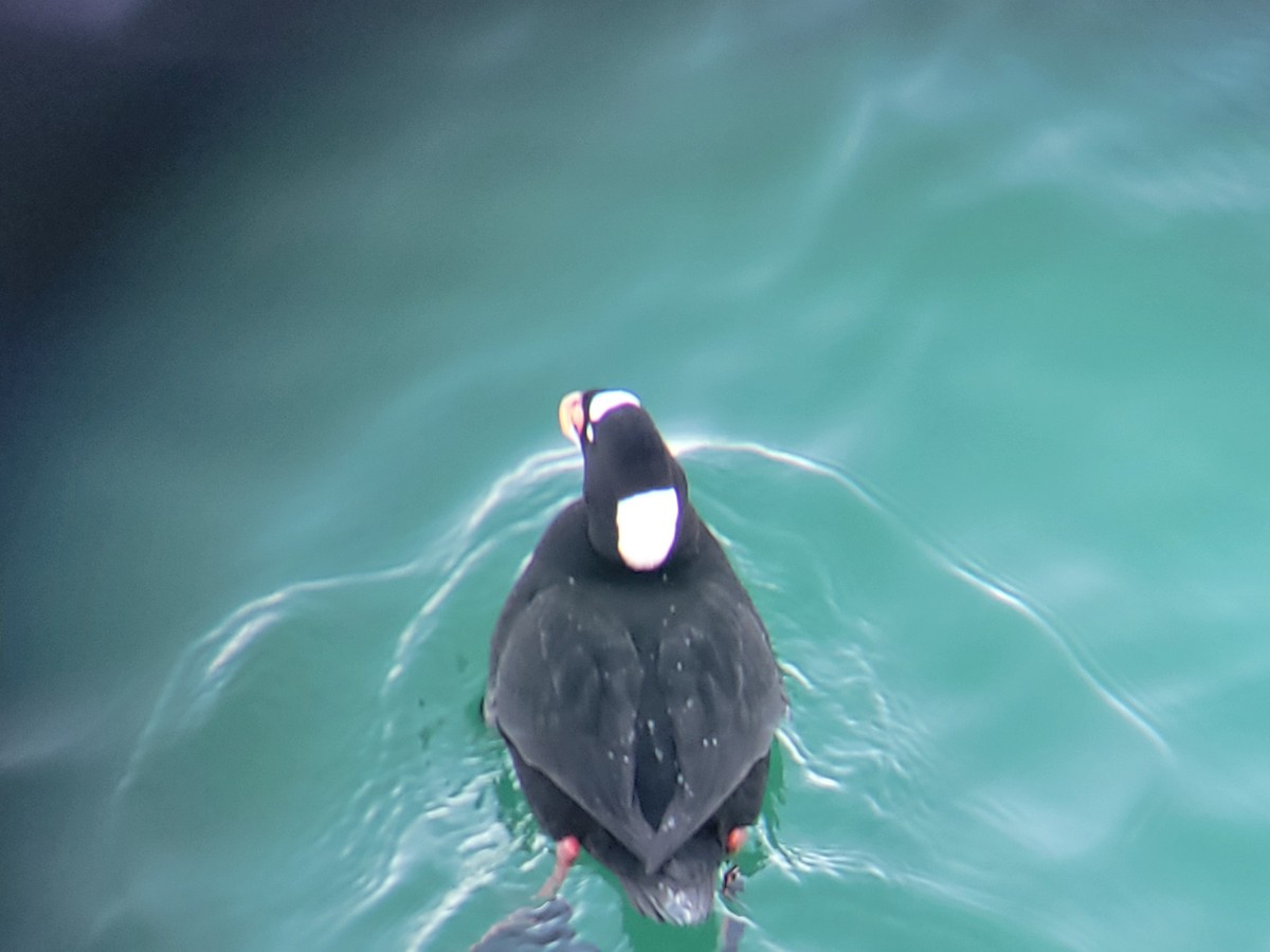 Surf Scoter - ML646536724