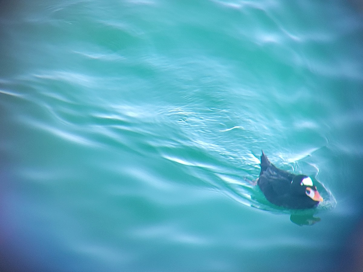 Surf Scoter - ML646536725