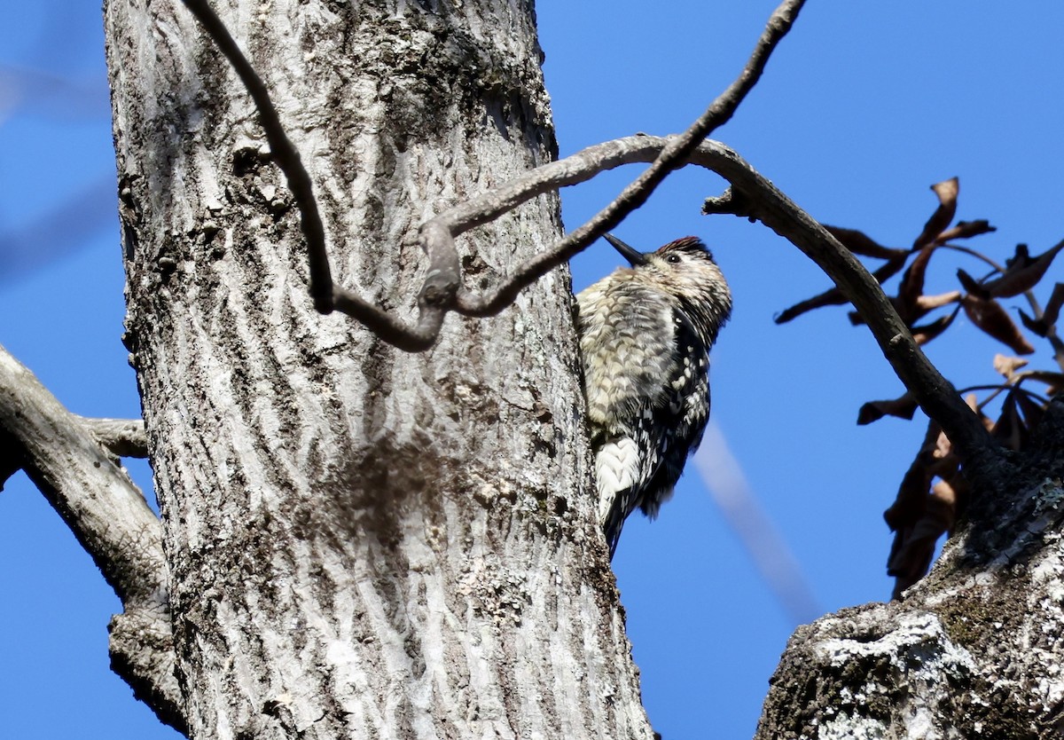 Yellow-bellied Sapsucker - ML646536726
