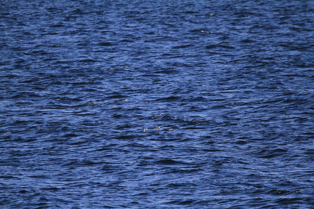 Razorbill - ML646536727